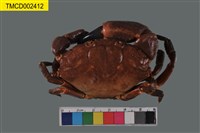 藏品(皺紋團扇蟹)的圖片